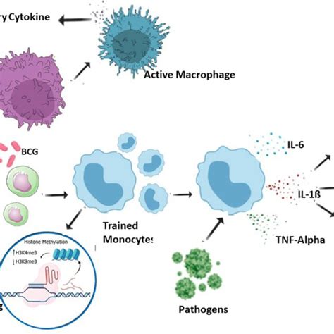 Bcg Vaccination Results In The Formation Of Trained Immunity