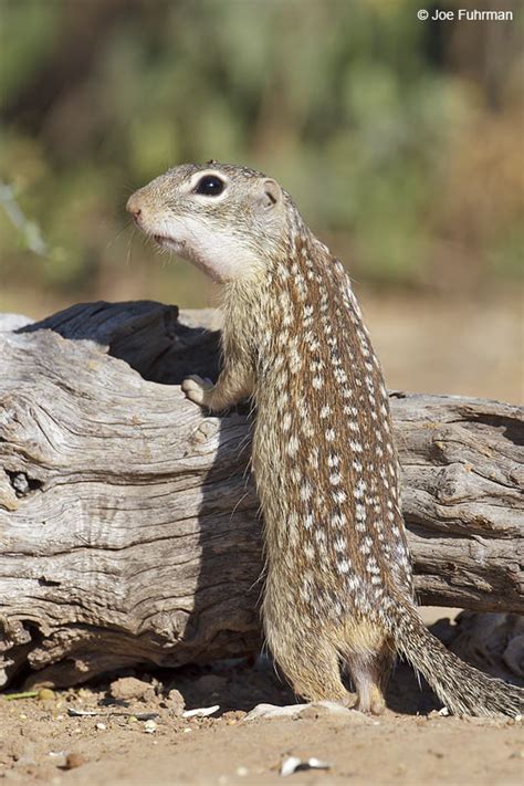 Mexican Ground Squirrel – Joe Fuhrman Photography