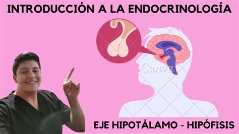 Introducci N A La Endocrinolog A Youtube