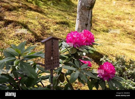 Kyoto Japan Tenryu Ji Temple Gardens In Spring 2023 With Azaleas And