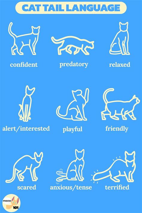 Cat Tail Language 101 Cat Tail Language Cat Sign Language Cat Language