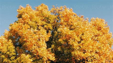 Autumn Foliage Tree Outdoors Nature Landscape By Stocksy Contributor