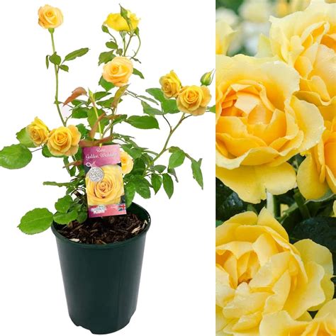 Golden Wedding Rose Bush 50th Wedding Anniversary Plant Give A