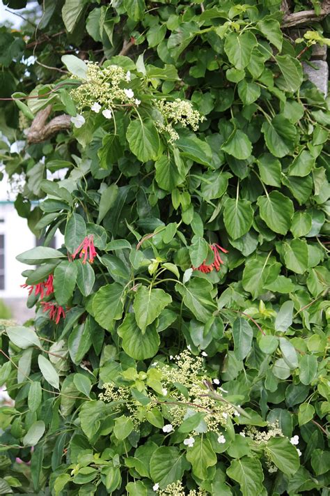 Climbing Hydrangea A Plant For All Gardens