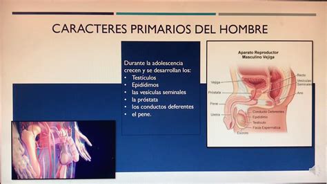 Desarrollo De Los Caracteres Sexual Primarios Y Secundarios