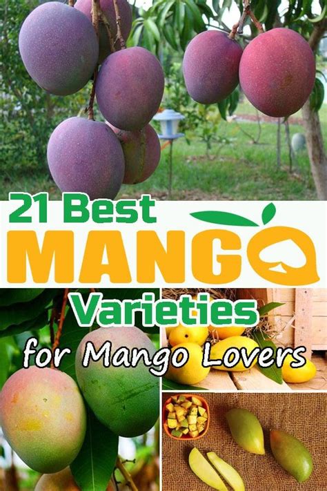 21 Best Mango Varieties For Mango Lovers Mango Varieties Different