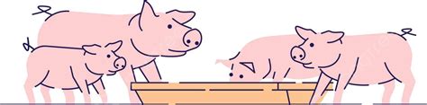 Flat Vector Illustration Of Pigs Feeding On Farm Vector Hog