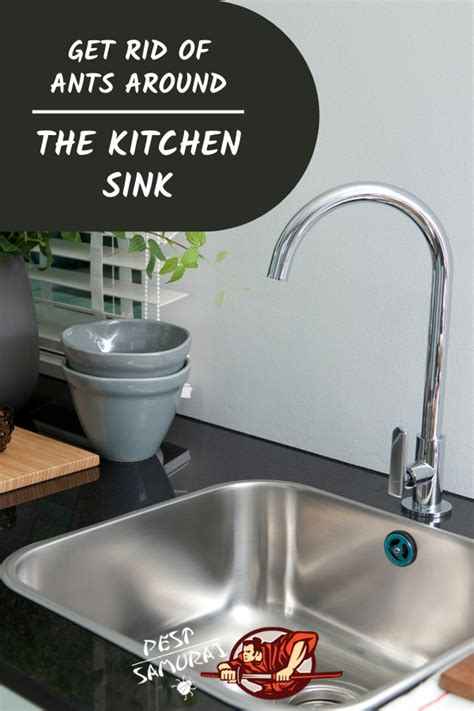 Effective Tips To Eliminate Ants From Your Kitchen Sink