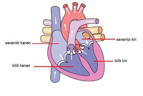 Sistem Peredaran Darah Manusia Disertai Gambar