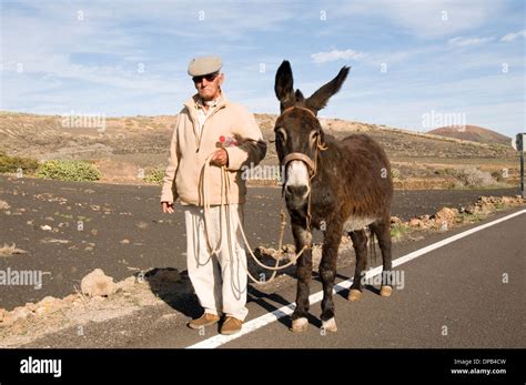 Old Man Walking A Donkey Donkeys Lanzarote Canaries Islands Canary