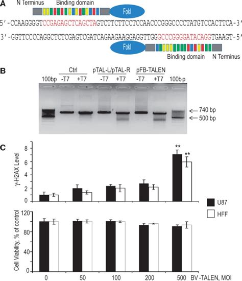 BV TALEN And Its Potential Cytotoxic Effects A Schematic