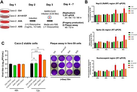 The Roles Of Apobec Mediated Rna Editing In Sars Cov Mutations