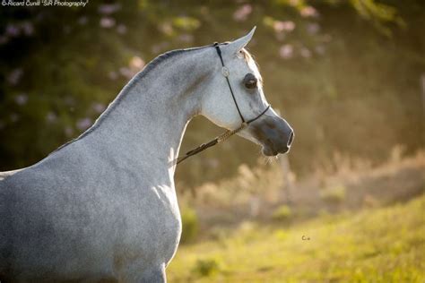 Caballos Árabes Sir Photography Caballo Arabe Caballos Caballos