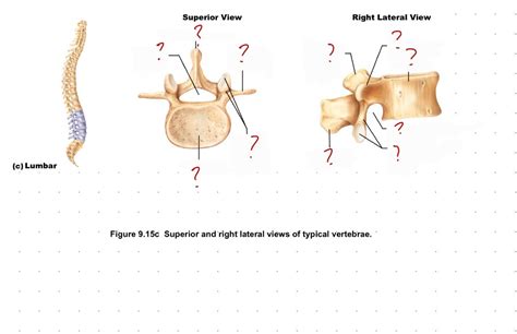 Typical Lumbar Vertebrae Superior And Right Lateral View Diagram