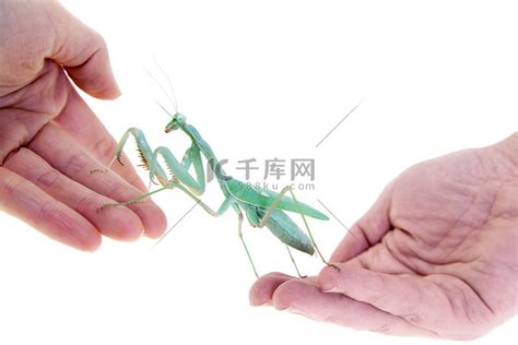 巨型非洲螳螂，sphodromantis Viridis，在手边高清摄影大图 千库网