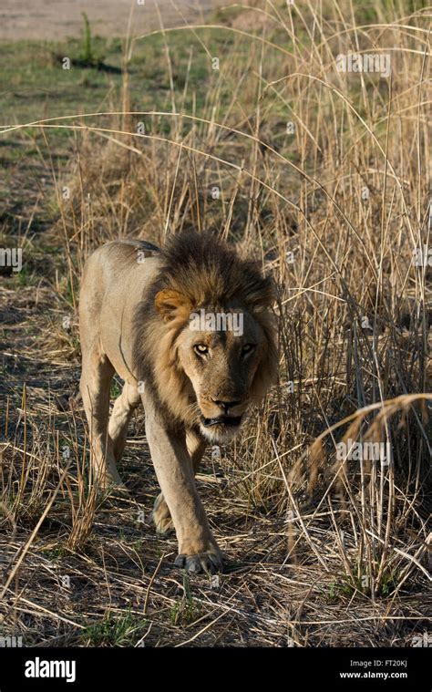 Africa Zambia South Luangwa National Park Mfuwe Large Male Lion