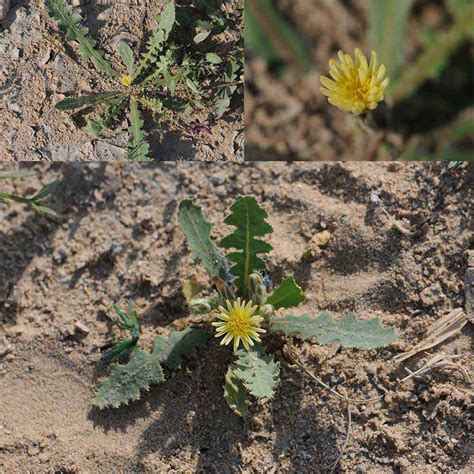 Qatar e Nature حوة