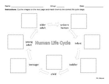 Life Cycle Of Human Worksheet