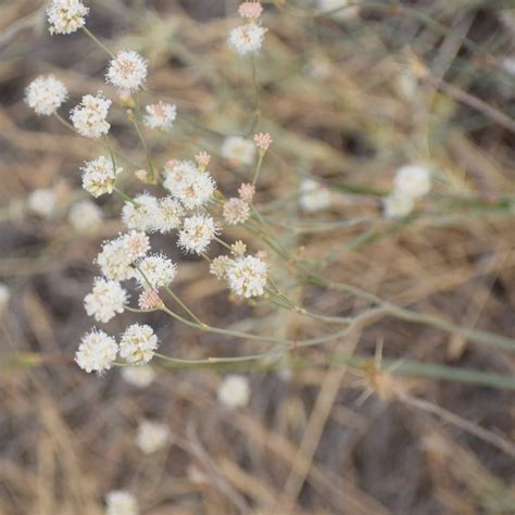 Naked Buckwheat From Almaden Quicksilver Park CA USA On July 13 2021