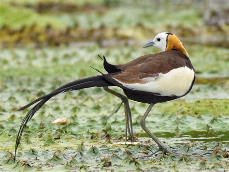 Pheasant Tailed Jacana Bird Wild Tripod