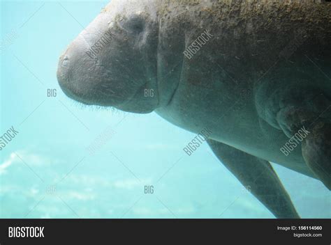 Algae Growing On Manatee's Back Image & Photo | Bigstock