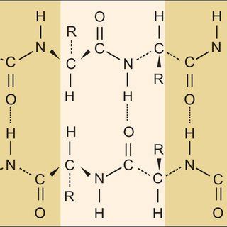 Beta Pleated Sheet Protein Structure