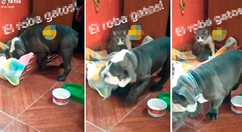 Video Viral Perro Roba Gato Beb Y Gata Lo Persigue Para Recuperar A