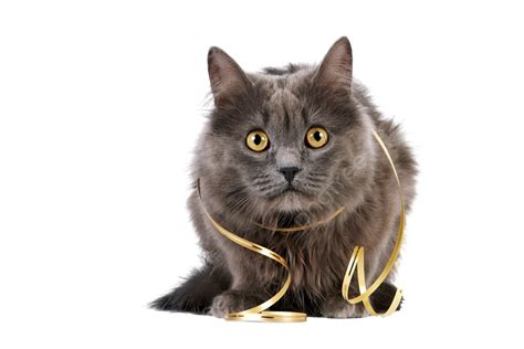 Gray Cat With Yellow Eyes Fluffy, Animal, Nature, Funny PNG Transparent Image and Clipart for ...