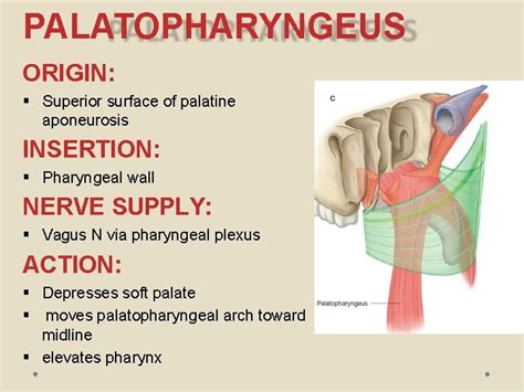 Palate Introduction Palate Roof Of The Oral Cavity