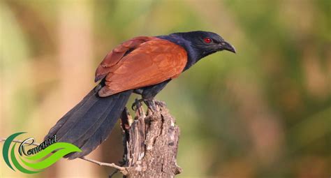 Burung Bubut Burung Unik Yang Kian Langka Dan Sulit Dijumpai Media