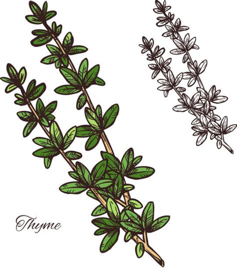 Thyme Sprig Illustrations Royalty Free Vector Graphics And Clip Art Istock