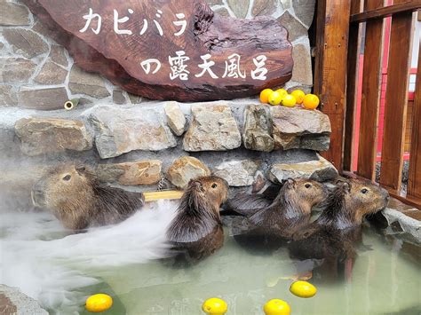 全台療癒系水豚君景點！看超萌水豚君泡露天風呂 浴衣體驗如在日本 Ettoday旅遊雲 Ettoday新聞雲