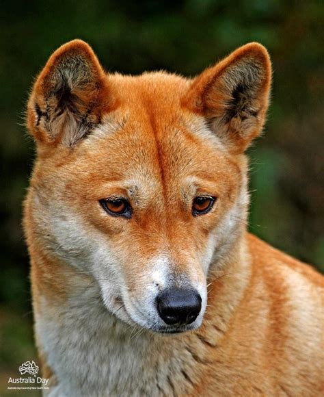 20 Best Images About Dingos On Pinterest No Se Wolves And Plays