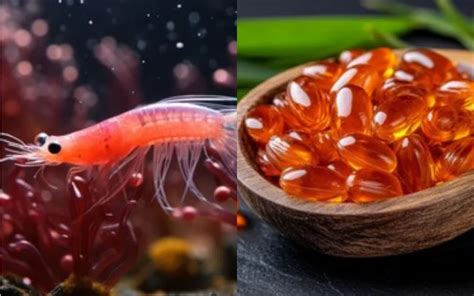 Health Benefits Of Krill Oil And Meat For Your Wellness