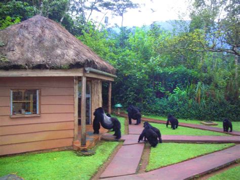 Which Lodge Is More Beautiful To Stay In Before Gorilla Trek In Bwindi