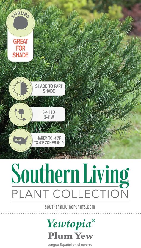 Southern Living Plant Collection 3 Gal Yewtopia Plum Yew Shrub With