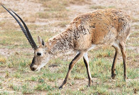 Tibetan Antelope Photos - Shanghai Birding 上海观鸟