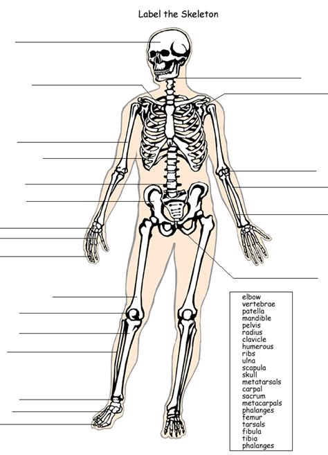 Human Skeleton Labeling Worksheet