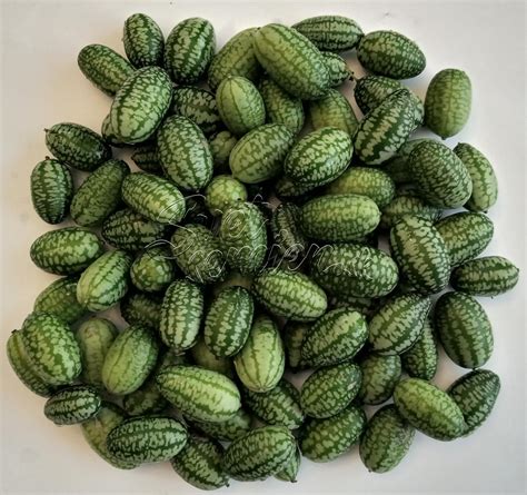 Cucamelon Melothria Scabra 10 Alebo 50 Semien Svetsemiensk