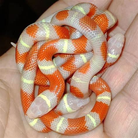 Milk Snake - Learn About Nature