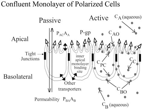 Model Of A Confluent Cell Monolayer With The Apical Membrane On Top