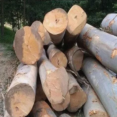 Pine Wood Log At Rs Cubic Feet Pine Timber Wood Logs In Chennai