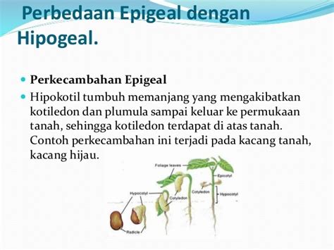 Perbedaan Epigeal Dan Hipogeal Serta Contoh Penulis Cilik Porn Sex