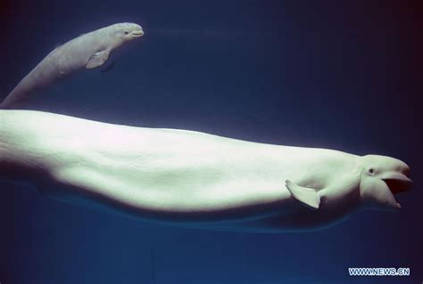 Belugas Seen At Changsha Sea World In C China Peoples Daily Online