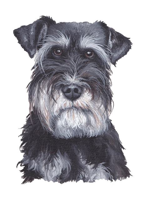 Schnauzer Painting By Katherine Klimitas Fine Art America