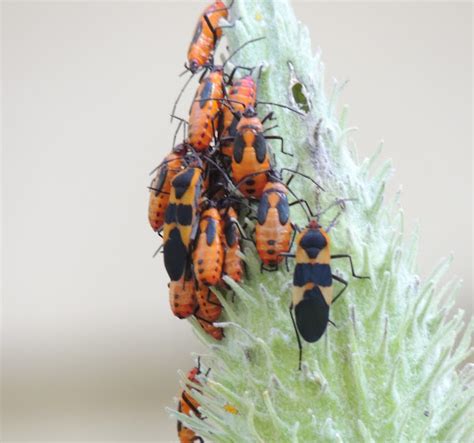 Large Milkweed Bugs Project Noah