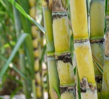 Trial Sugarcane Yield Increases With Polysulphate In Usa Icl