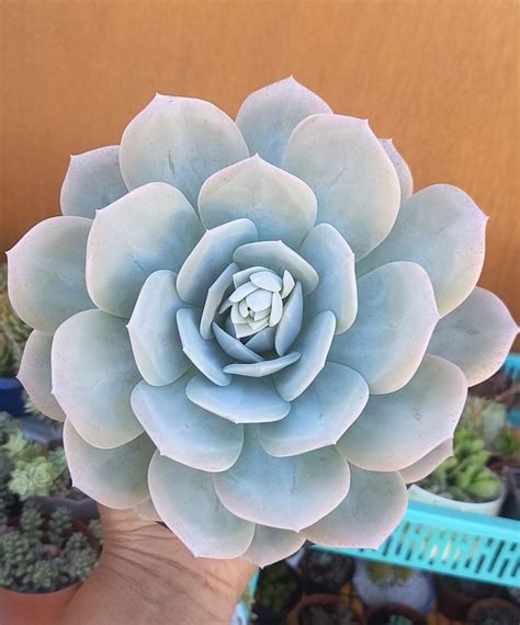 Echeveria Caly Argentea Echeveria Sustainable Garden Succulents