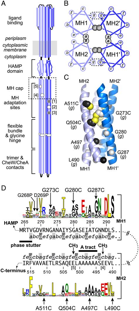 Structural Signatures Of Escherichia Coli Chemoreceptor Signaling