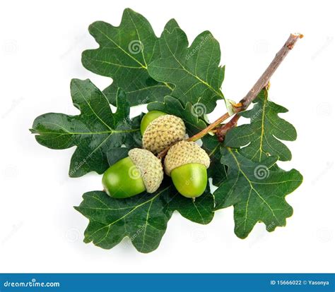 Green Acorn Fruits With Leaves Stock Photo Image Of Organic Fruit